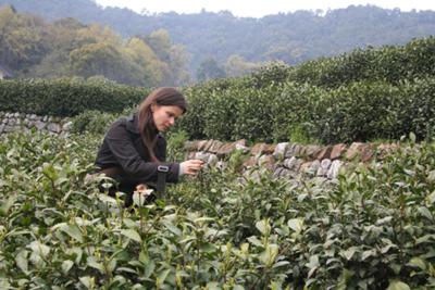 Tea quality check in Hang Zhou